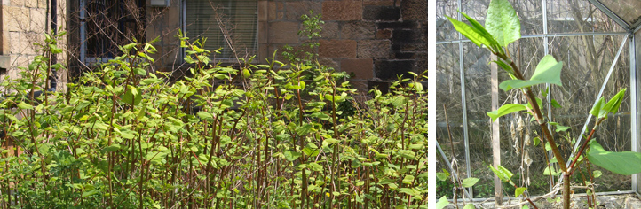 How To Identify Japanese Knotweed In Spring